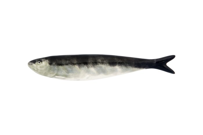 Sardin 18,5cm