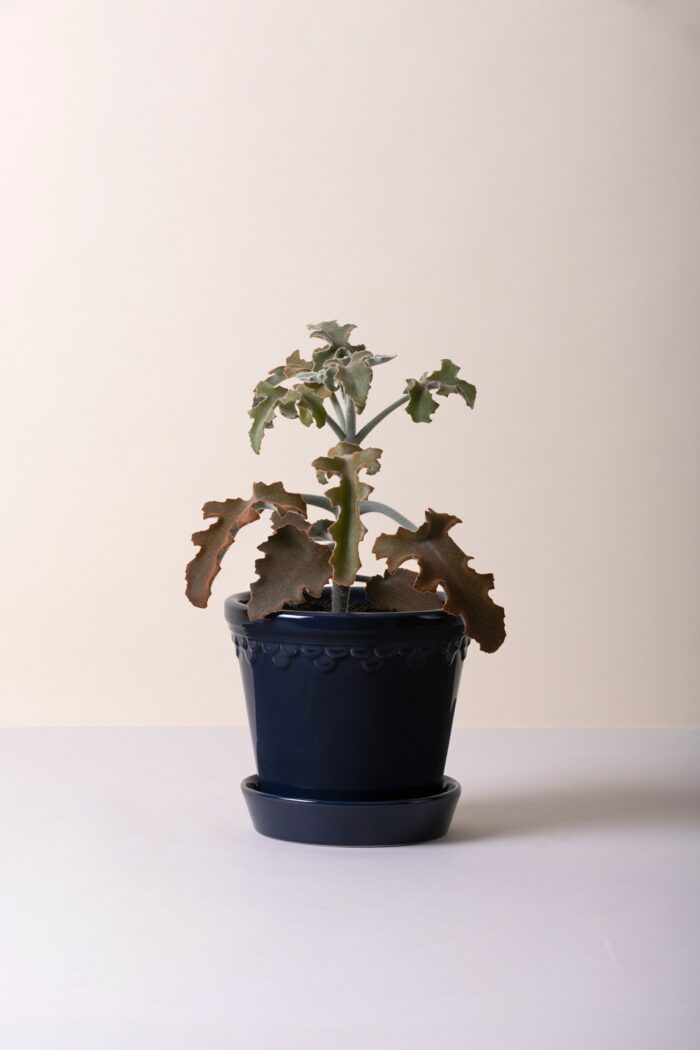 Blomsterpotte m/skål 16cm Sapphire blue