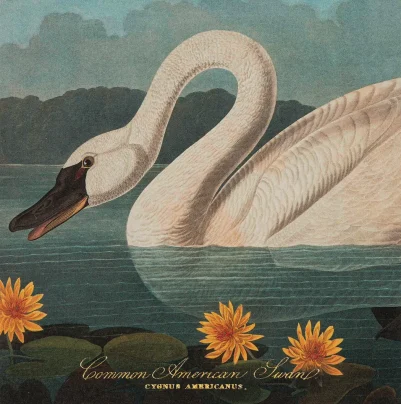 Archivist Gallery Fyrstikker Common American Swan