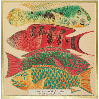 Archivist Gallery fyrstikker Fish Matches